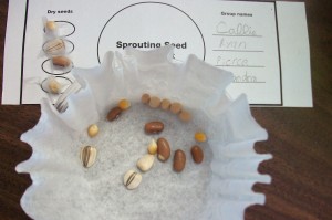 Seeds in a small tub.