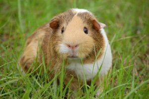 "Guinea Pig"